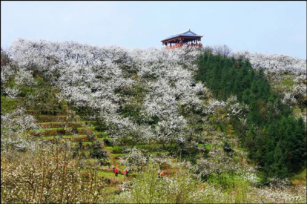 【春天，广西桂林灌阳县向您发出邀请！】我们在灌阳看梨花 - 游山玩水 - 襄樊生活社区 - 襄樊28生活网 xf.28life.net