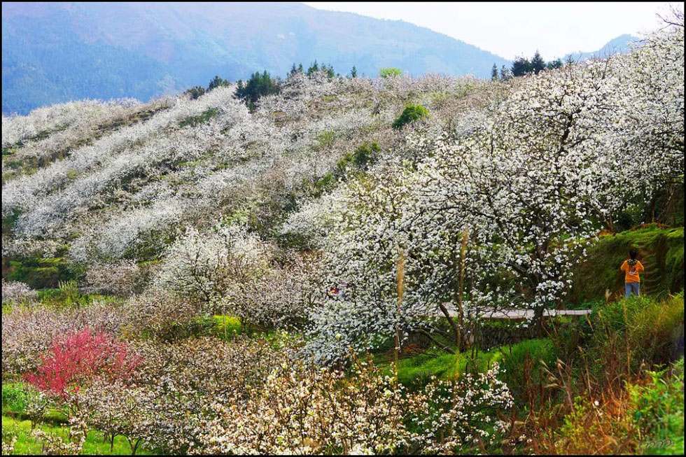 【春天，广西桂林灌阳县向您发出邀请！】我们在灌阳看梨花 - 游山玩水 - 襄樊生活社区 - 襄樊28生活网 xf.28life.net