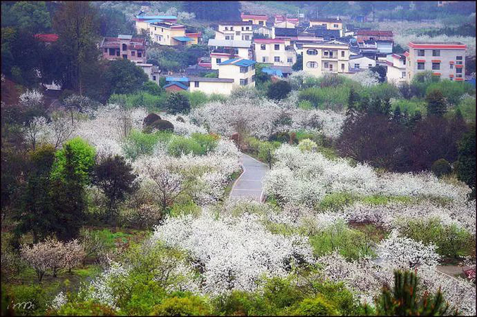 【春天，广西桂林灌阳县向您发出邀请！】我们在灌阳看梨花 - 游山玩水 - 襄樊生活社区 - 襄樊28生活网 xf.28life.net