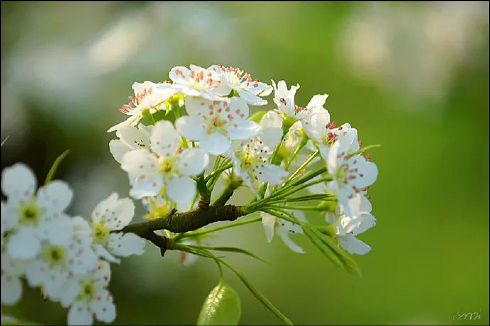 【春天，广西桂林灌阳县向您发出邀请！】我们在灌阳看梨花 - 游山玩水 - 襄樊生活社区 - 襄樊28生活网 xf.28life.net