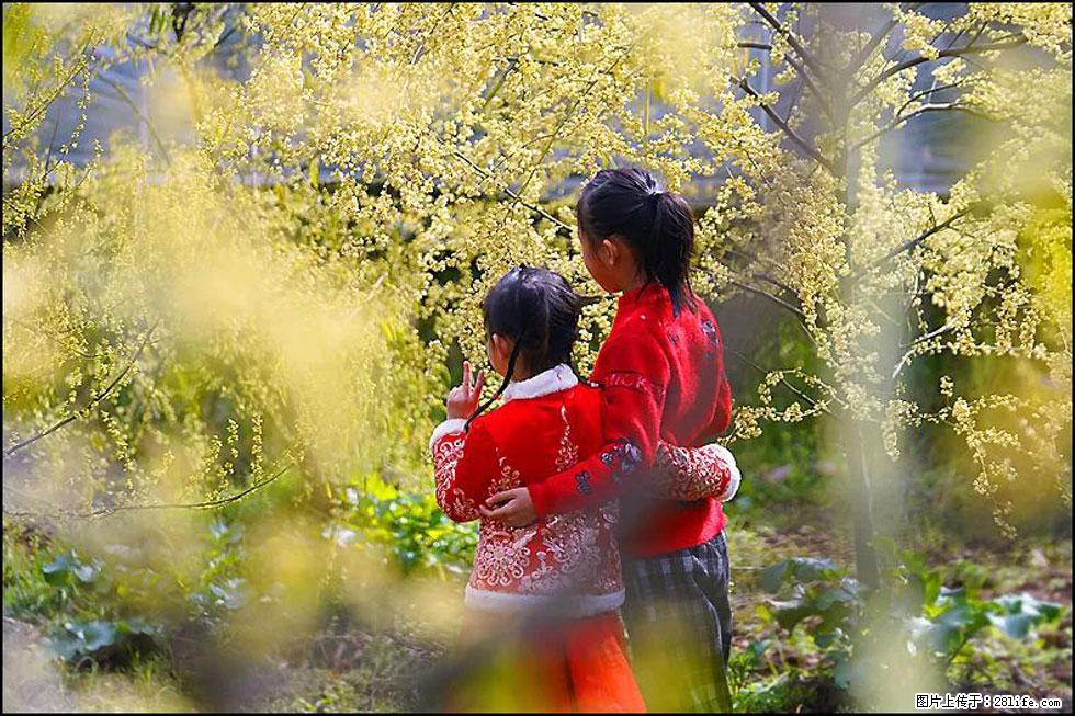 【春天，广西桂林灌阳县向您发出邀请！】米珠山前有片山苍子花在飘香 - 游山玩水 - 襄樊生活社区 - 襄樊28生活网 xf.28life.net