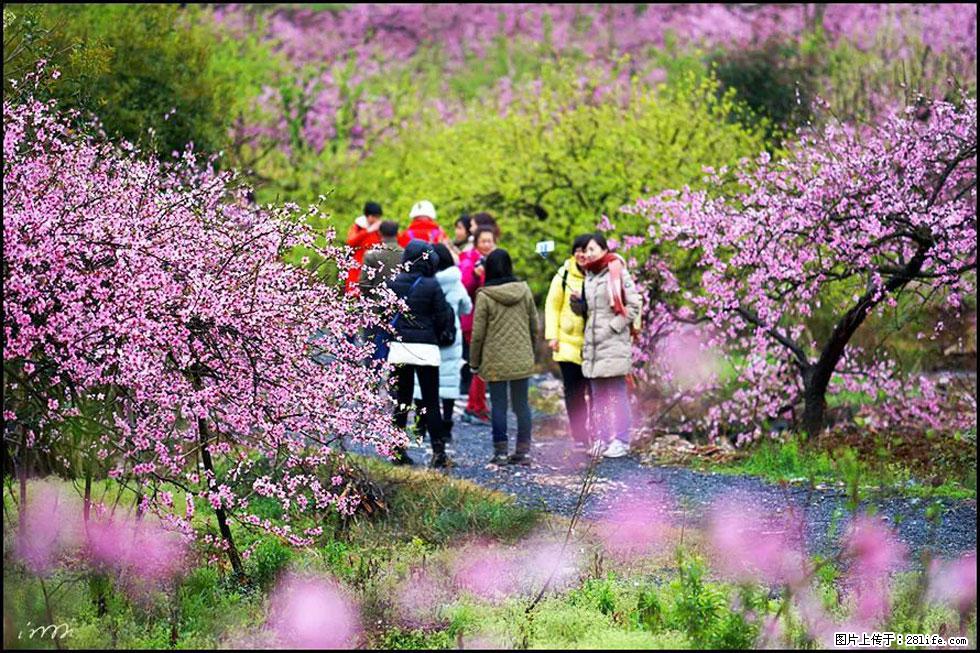 【春天，广西桂林灌阳县向您发出邀请！】官庄村有个醉美的桃花园 - 游山玩水 - 襄樊生活社区 - 襄樊28生活网 xf.28life.net