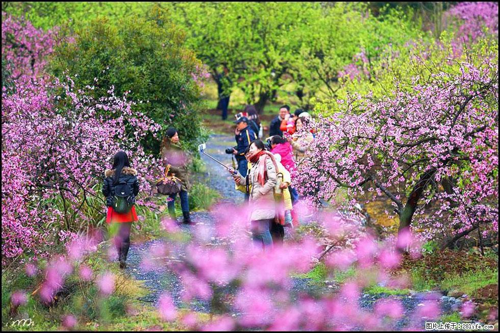 【春天，广西桂林灌阳县向您发出邀请！】官庄村有个醉美的桃花园 - 游山玩水 - 襄樊生活社区 - 襄樊28生活网 xf.28life.net