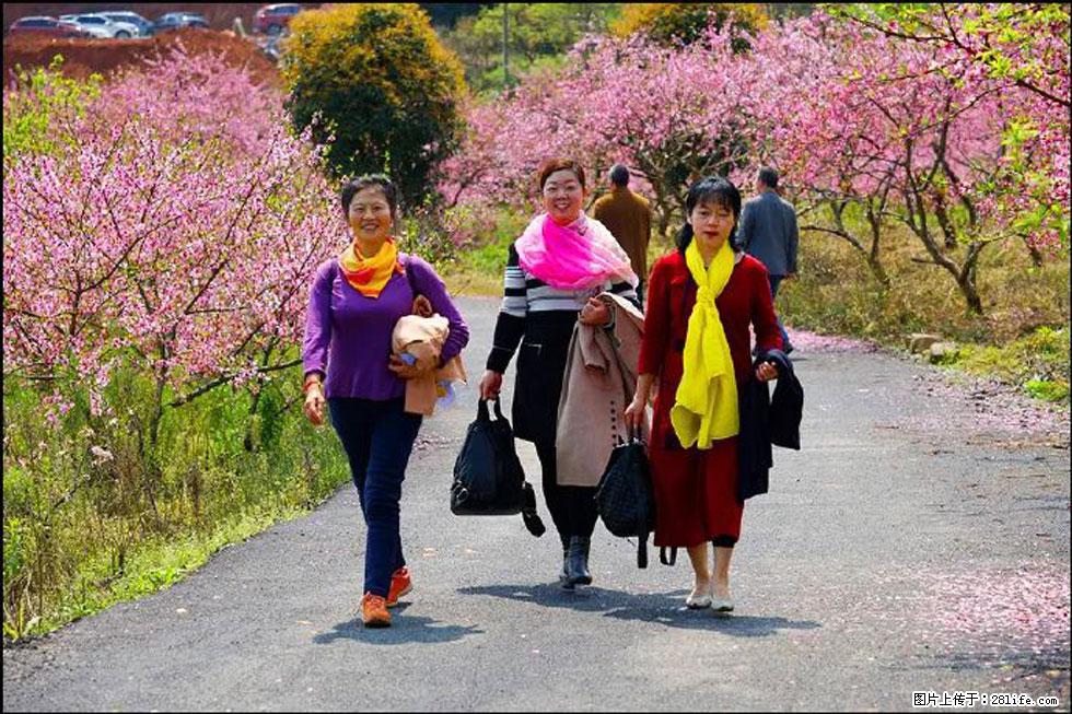 【春天，广西桂林灌阳县向您发出邀请！】官庄村有个醉美的桃花园 - 游山玩水 - 襄樊生活社区 - 襄樊28生活网 xf.28life.net