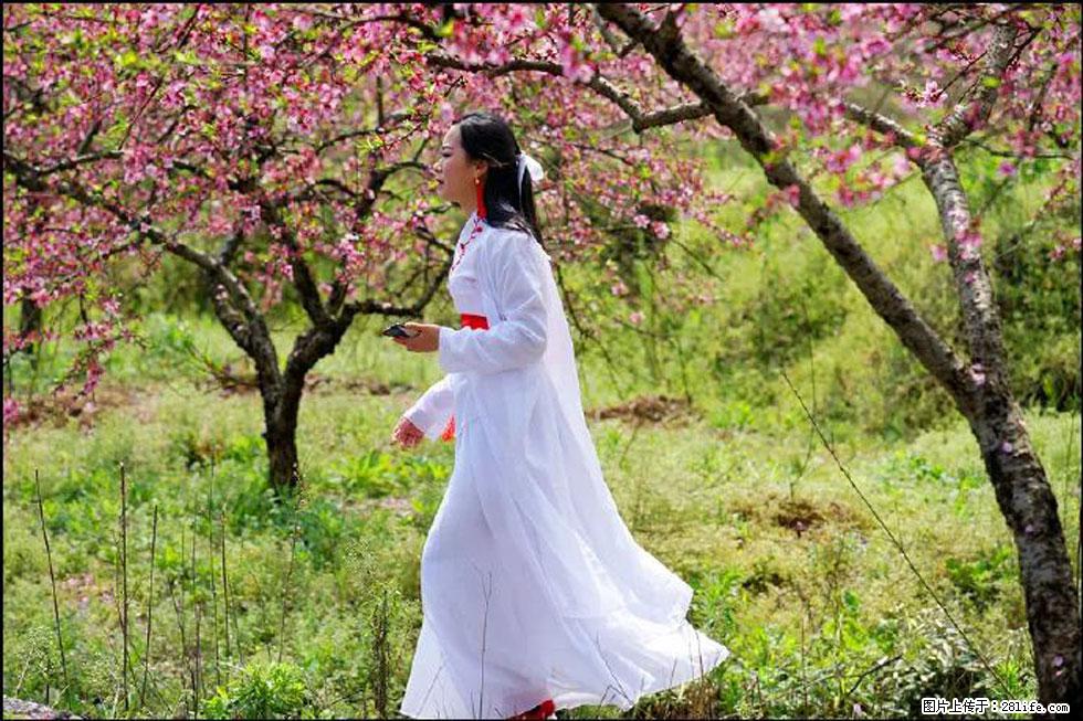 【春天，广西桂林灌阳县向您发出邀请！】官庄村有个醉美的桃花园 - 游山玩水 - 襄樊生活社区 - 襄樊28生活网 xf.28life.net