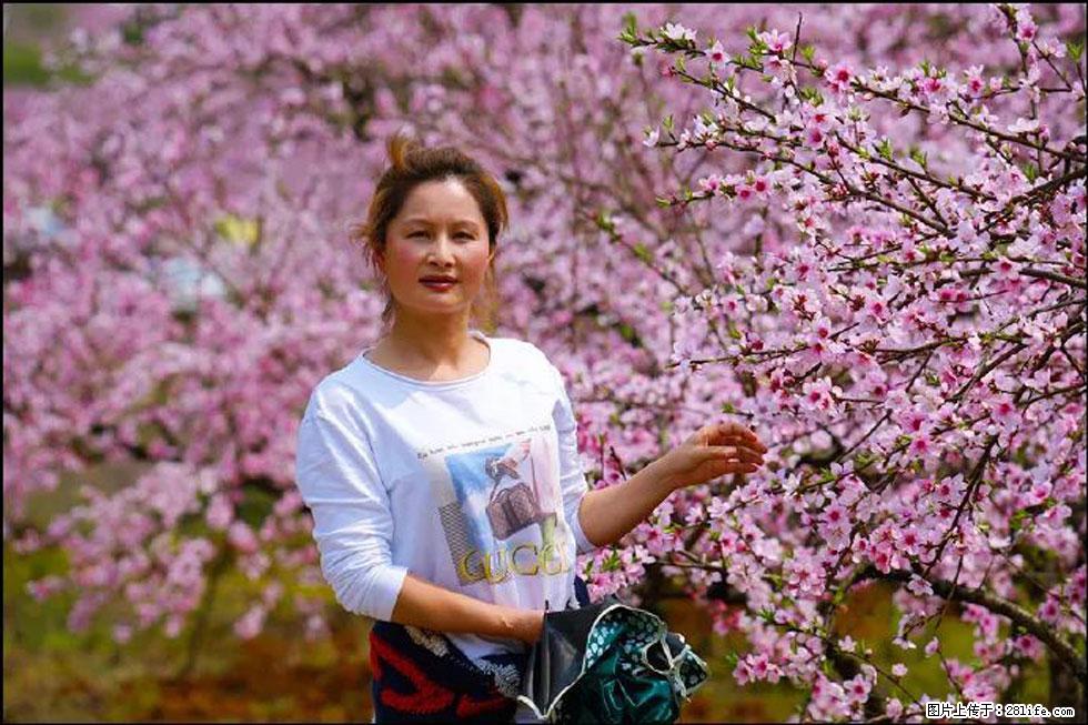 【春天，广西桂林灌阳县向您发出邀请！】官庄村有个醉美的桃花园 - 游山玩水 - 襄樊生活社区 - 襄樊28生活网 xf.28life.net