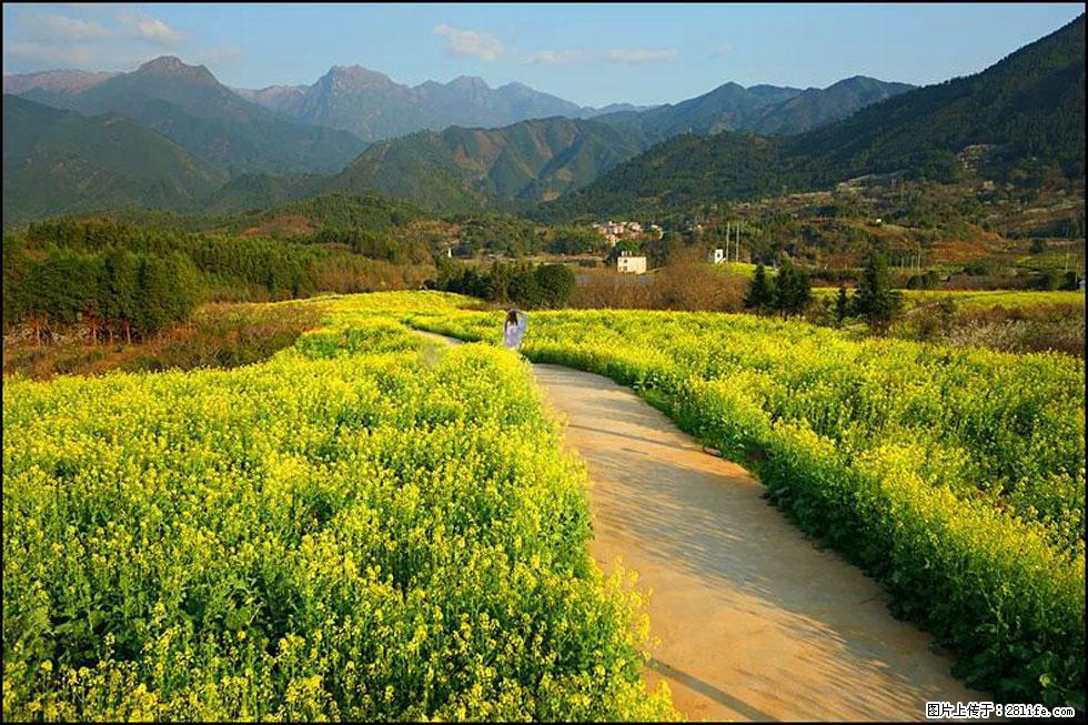 【春天，广西桂林灌阳县向您发出邀请！】长坪村油菜盛情花开 - 游山玩水 - 襄樊生活社区 - 襄樊28生活网 xf.28life.net
