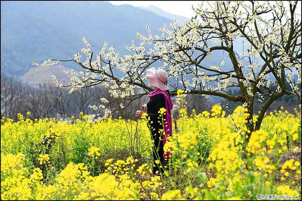 【春天，广西桂林灌阳县向您发出邀请！】长坪村油菜盛情花开 - 游山玩水 - 襄樊生活社区 - 襄樊28生活网 xf.28life.net