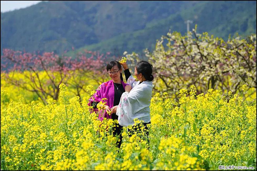 【春天，广西桂林灌阳县向您发出邀请！】长坪村油菜盛情花开 - 游山玩水 - 襄樊生活社区 - 襄樊28生活网 xf.28life.net