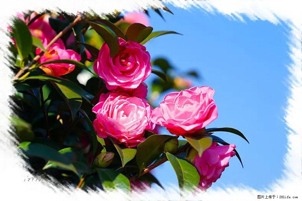 【春天，广西桂林灌阳县向您发出邀请！】杨柳井茶花惹人爱 - 游山玩水 - 襄樊生活社区 - 襄樊28生活网 xf.28life.net