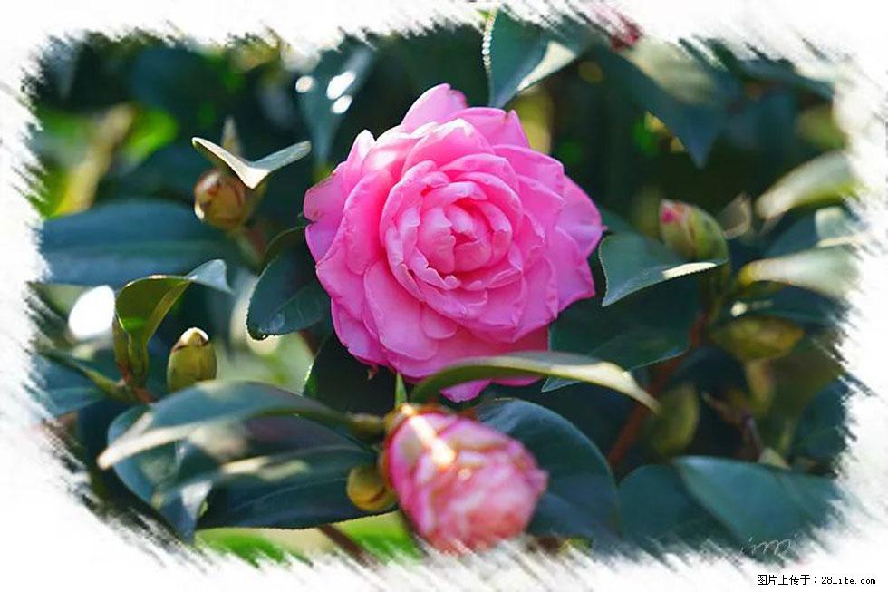 【春天，广西桂林灌阳县向您发出邀请！】杨柳井茶花惹人爱 - 游山玩水 - 襄樊生活社区 - 襄樊28生活网 xf.28life.net