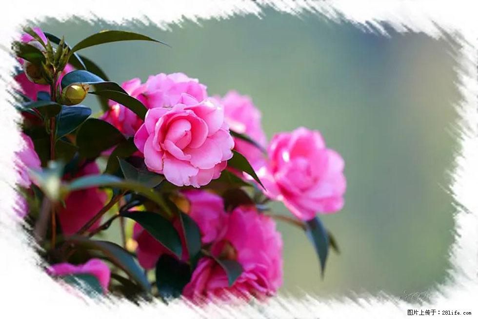 【春天，广西桂林灌阳县向您发出邀请！】杨柳井茶花惹人爱 - 游山玩水 - 襄樊生活社区 - 襄樊28生活网 xf.28life.net