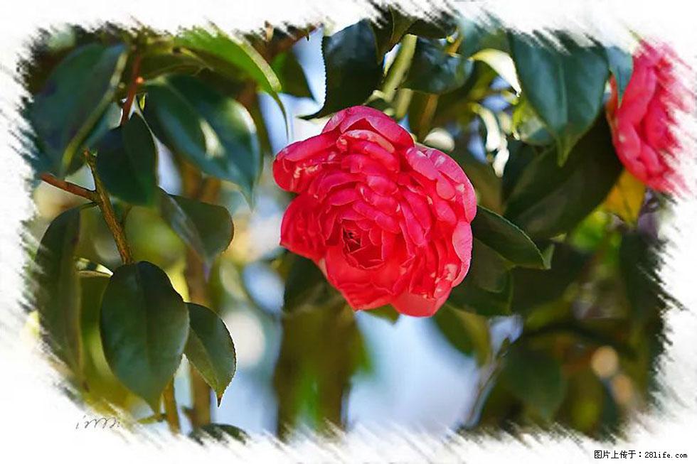 【春天，广西桂林灌阳县向您发出邀请！】杨柳井茶花惹人爱 - 游山玩水 - 襄樊生活社区 - 襄樊28生活网 xf.28life.net
