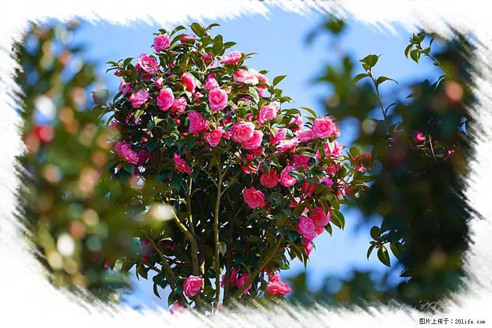 【春天，广西桂林灌阳县向您发出邀请！】杨柳井茶花惹人爱 - 游山玩水 - 襄樊生活社区 - 襄樊28生活网 xf.28life.net