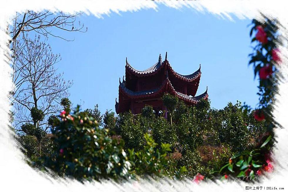 【春天，广西桂林灌阳县向您发出邀请！】杨柳井茶花惹人爱 - 游山玩水 - 襄樊生活社区 - 襄樊28生活网 xf.28life.net