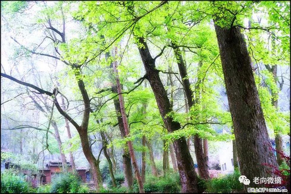 【春天，广西桂林灌阳县向您发出邀请！】在小龙村与春天约会 - 游山玩水 - 襄樊生活社区 - 襄樊28生活网 xf.28life.net
