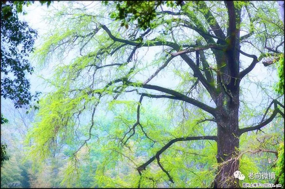 【春天，广西桂林灌阳县向您发出邀请！】在小龙村与春天约会 - 游山玩水 - 襄樊生活社区 - 襄樊28生活网 xf.28life.net
