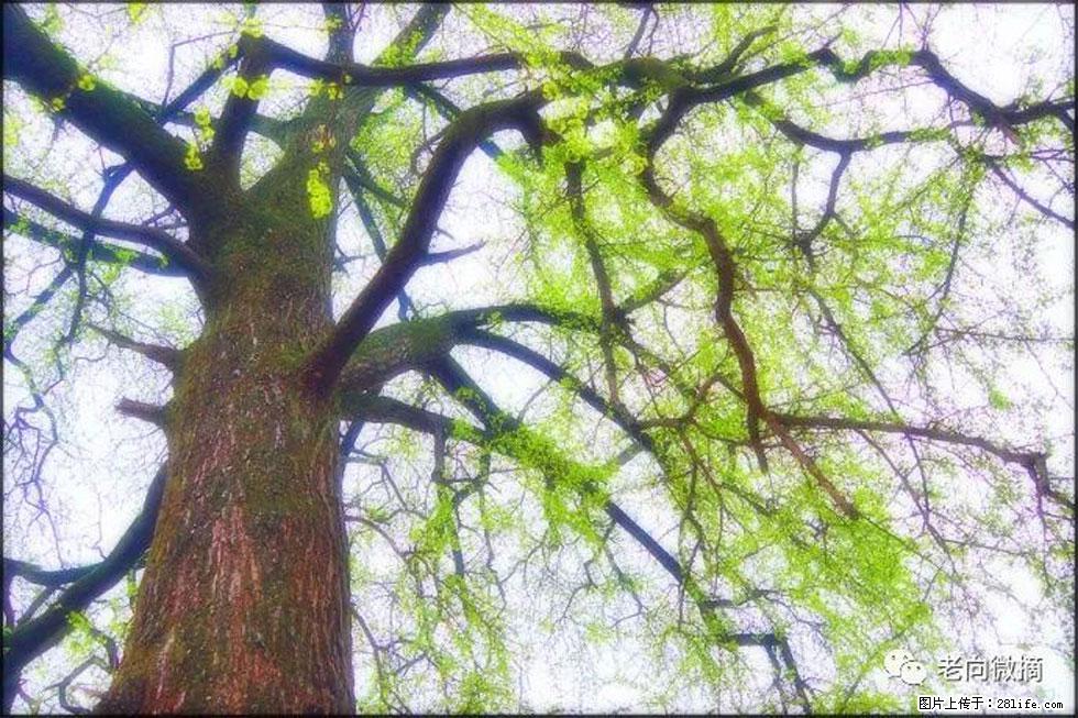 【春天，广西桂林灌阳县向您发出邀请！】在小龙村与春天约会 - 游山玩水 - 襄樊生活社区 - 襄樊28生活网 xf.28life.net