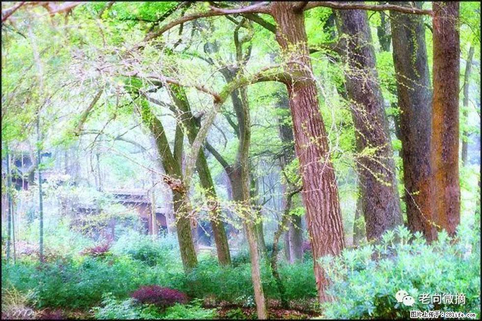 【春天，广西桂林灌阳县向您发出邀请！】在小龙村与春天约会 - 游山玩水 - 襄樊生活社区 - 襄樊28生活网 xf.28life.net