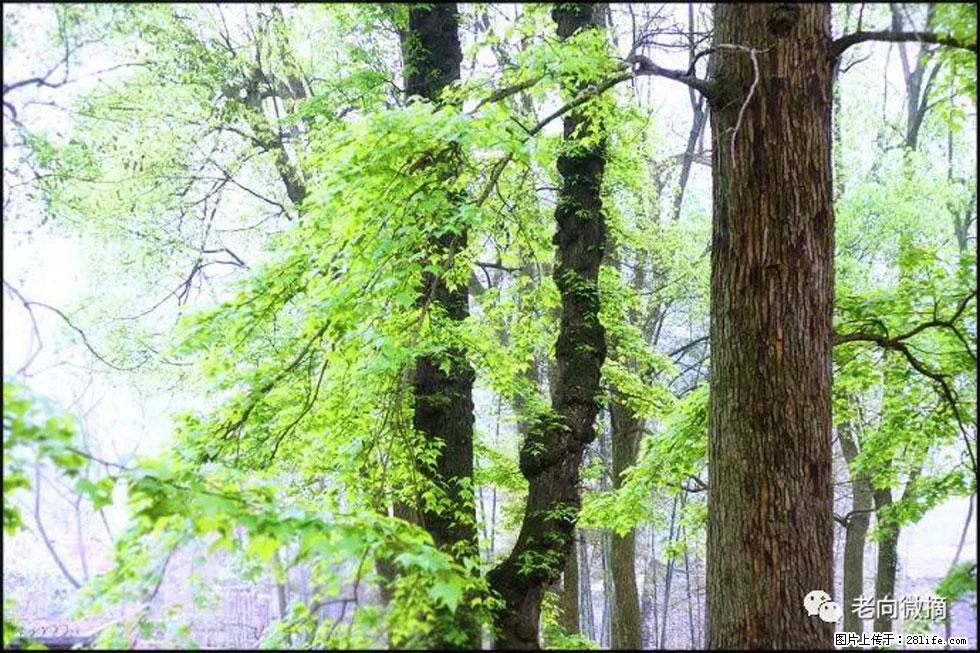 【春天，广西桂林灌阳县向您发出邀请！】在小龙村与春天约会 - 游山玩水 - 襄樊生活社区 - 襄樊28生活网 xf.28life.net