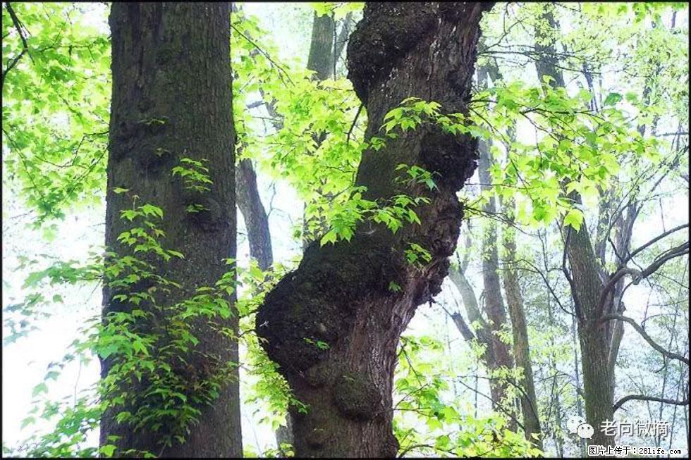 【春天，广西桂林灌阳县向您发出邀请！】在小龙村与春天约会 - 游山玩水 - 襄樊生活社区 - 襄樊28生活网 xf.28life.net