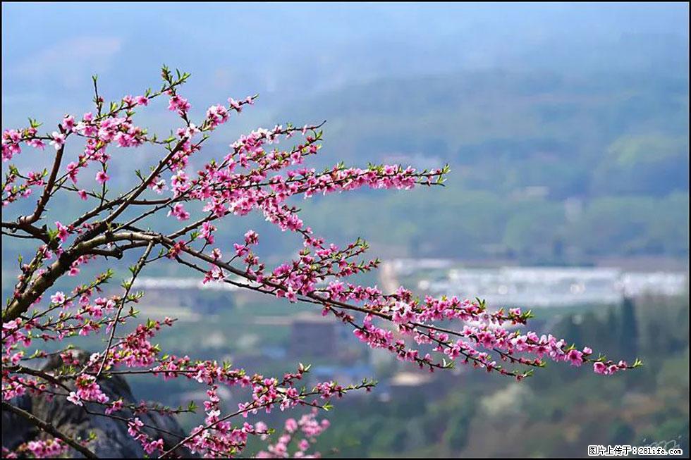 【春天,广西桂林灌阳县向您发出邀请!】望月岭上桃花开 - 游山玩水 - 襄樊生活社区 - 襄樊28生活网 xf.28life.net