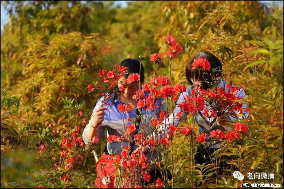 【春天，广西桂林灌阳县向您发出邀请！】登麒麟山，相约映山红 - 游山玩水 - 襄樊生活社区 - 襄樊28生活网 xf.28life.net