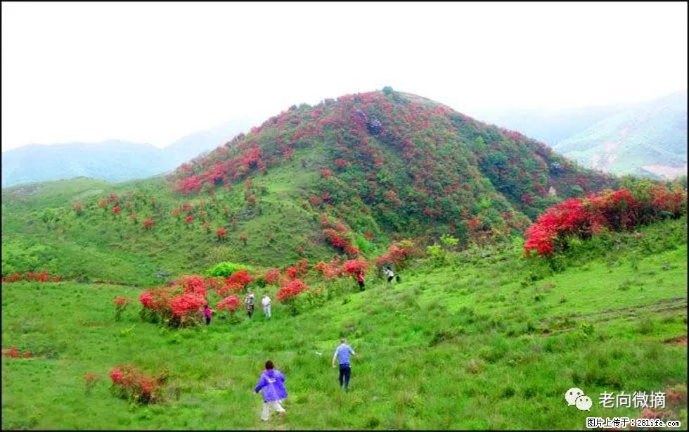 【春天，广西桂林灌阳县向您发出邀请！】宝盖山上映山红 - 游山玩水 - 襄樊生活社区 - 襄樊28生活网 xf.28life.net
