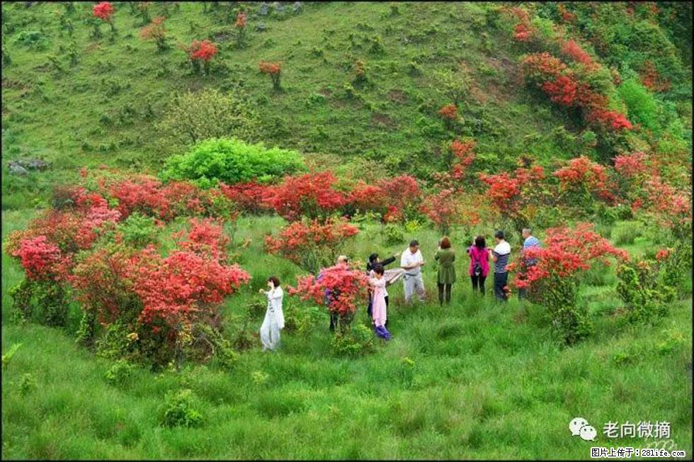 【春天，广西桂林灌阳县向您发出邀请！】宝盖山上映山红 - 游山玩水 - 襄樊生活社区 - 襄樊28生活网 xf.28life.net