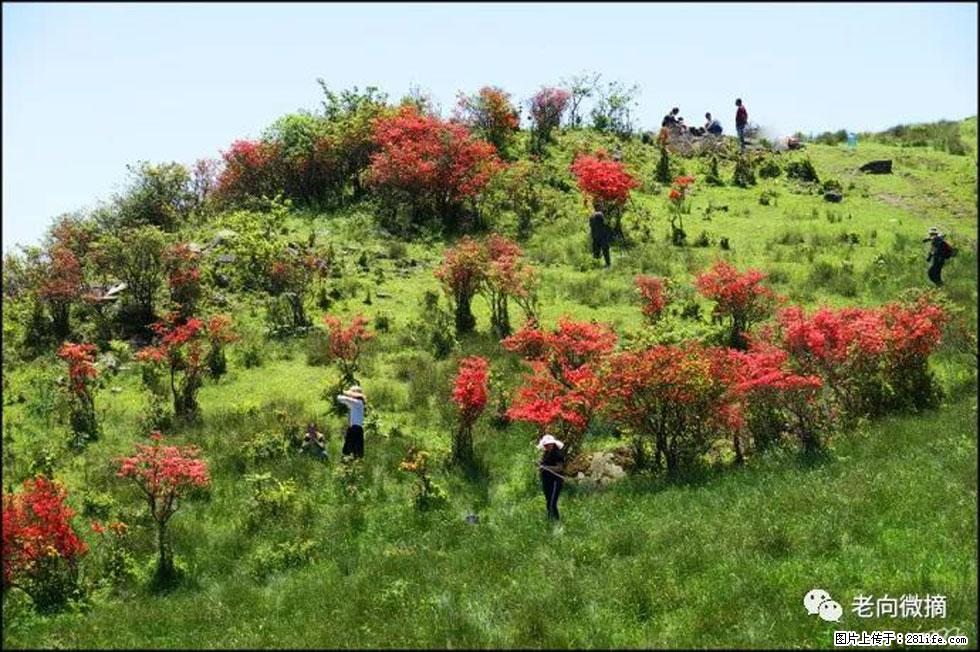 【春天，广西桂林灌阳县向您发出邀请！】宝盖山上映山红 - 游山玩水 - 襄樊生活社区 - 襄樊28生活网 xf.28life.net