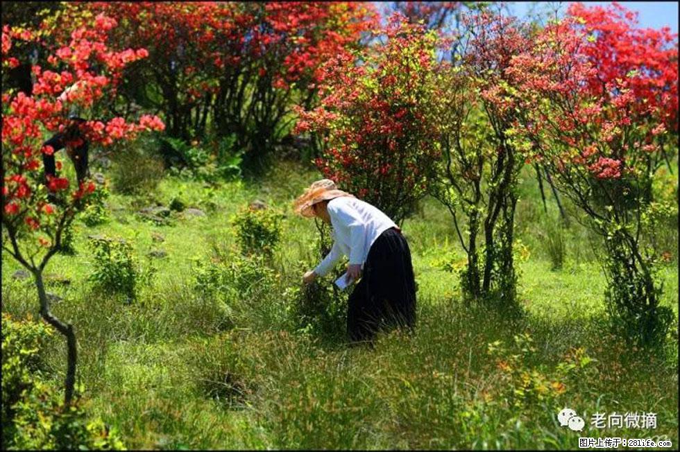 【春天，广西桂林灌阳县向您发出邀请！】宝盖山上映山红 - 游山玩水 - 襄樊生活社区 - 襄樊28生活网 xf.28life.net