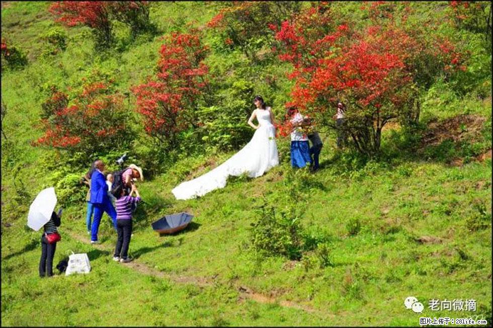 【春天，广西桂林灌阳县向您发出邀请！】宝盖山上映山红 - 游山玩水 - 襄樊生活社区 - 襄樊28生活网 xf.28life.net