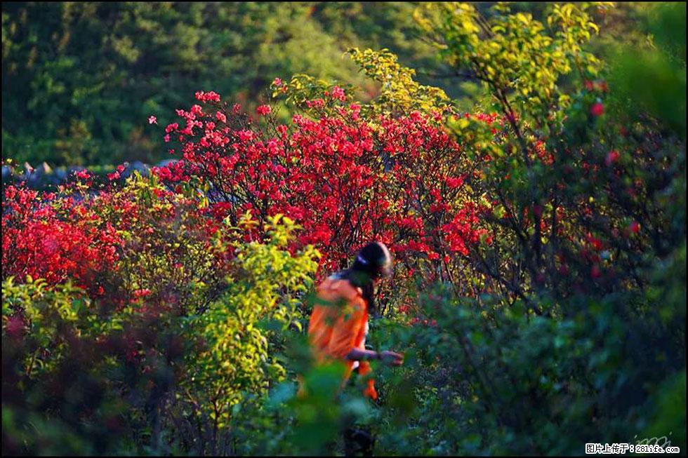 【春天，广西桂林灌阳县向您发出邀请！】春木界上映山红 - 游山玩水 - 襄樊生活社区 - 襄樊28生活网 xf.28life.net
