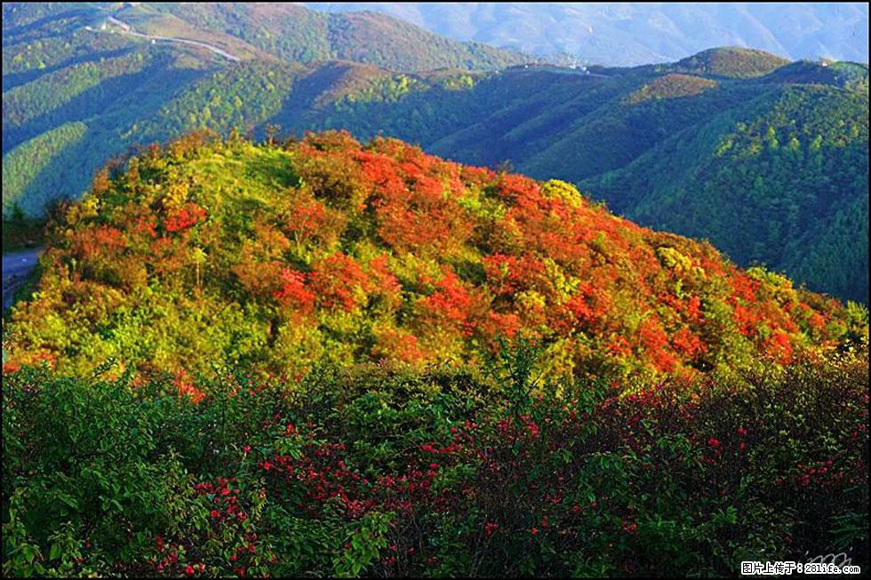 【春天，广西桂林灌阳县向您发出邀请！】春木界上映山红 - 游山玩水 - 襄樊生活社区 - 襄樊28生活网 xf.28life.net