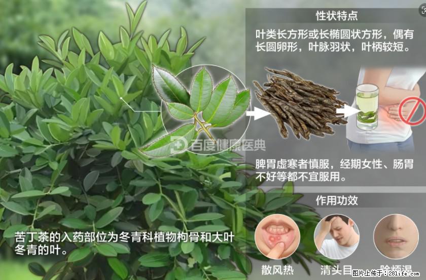 苦丁茶有哪些功效和作用 - 生活百科 - 襄樊生活社区 - 襄樊28生活网 xf.28life.net