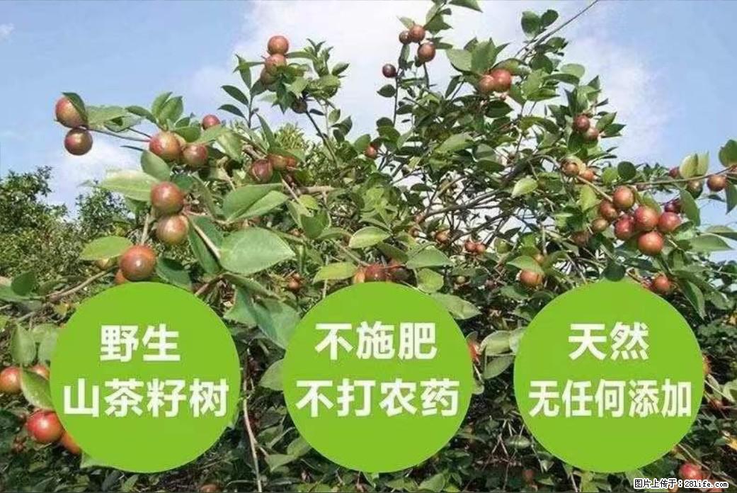 【灌阳县油茶产业示范区】一个有着充实的精神生活的人，对待身外之物自会有一种淡泊的态度 - 美食天地 - 襄樊生活社区 - 襄樊28生活网 xf.28life.net