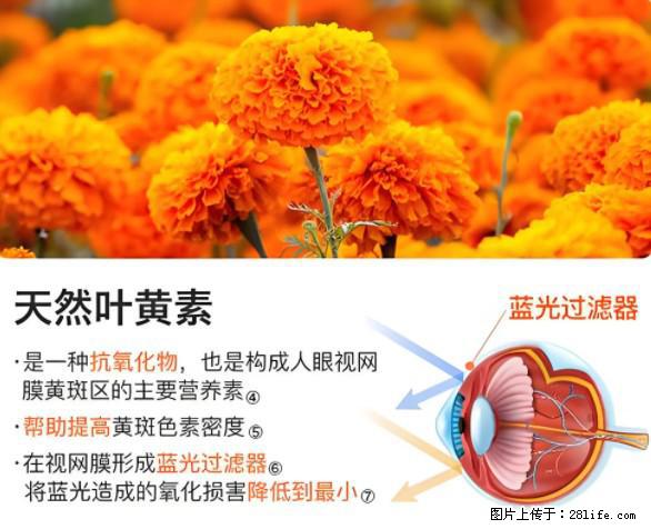叶黄素有什么功效和作用 - 生活百科 - 襄樊生活社区 - 襄樊28生活网 xf.28life.net
