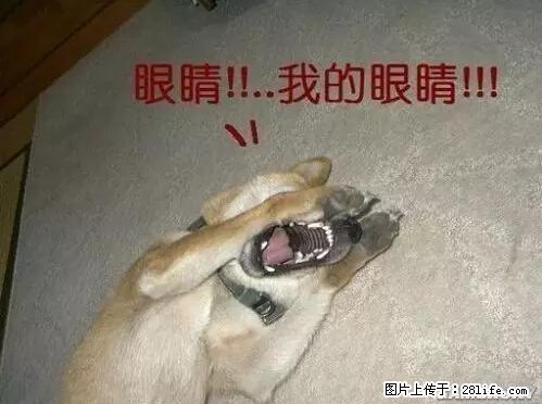 笑癫了！一女的怀孕三年未生，他终于忍不住了... - 娱乐八卦 - 襄樊生活社区 - 襄樊28生活网 xf.28life.net