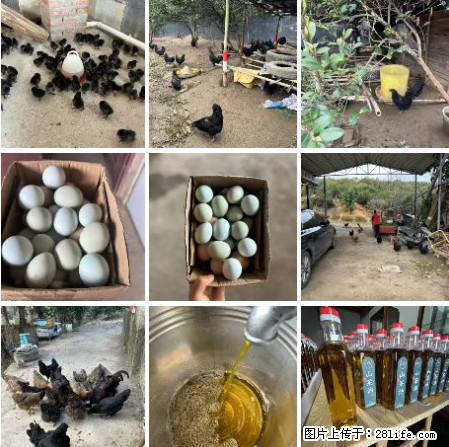 油茶园从小鸡仔开始养起的纯土鸡、土鸡蛋可以预定啦！还有前几天刚榨的纯山茶油哦 - 美食天地 - 襄樊生活社区 - 襄樊28生活网 xf.28life.net