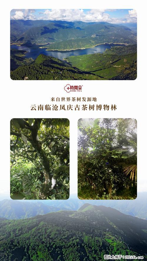 时间果百年古树2025年春红茶 - 购物交流 - 襄樊生活社区 - 襄樊28生活网 xf.28life.net