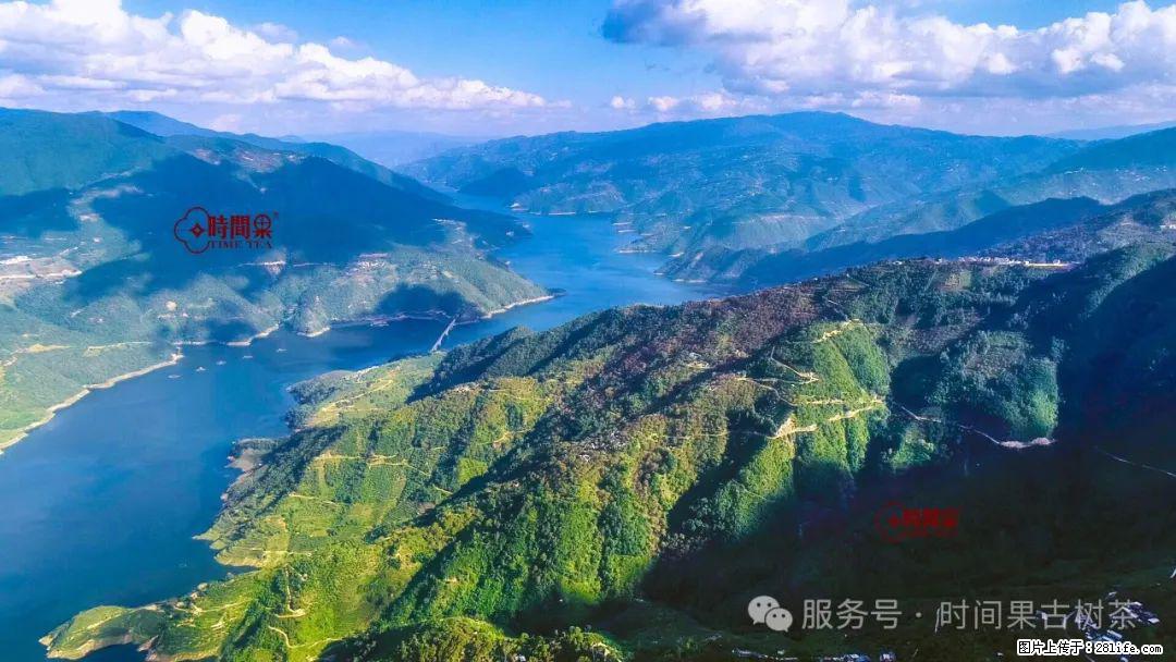 时间果百年古树龙珠普洱生茶 - 购物交流 - 襄樊生活社区 - 襄樊28生活网 xf.28life.net