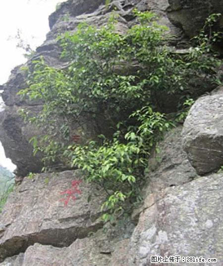 平乐石崖茶，珍贵仅次于金花茶 - 襄樊生活资讯 - 襄樊28生活网 xf.28life.net