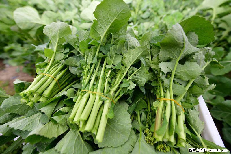 这些蔬菜是“天然钙片”，这6种被医生重点推荐 - 襄樊生活资讯 - 襄樊28生活网 xf.28life.net